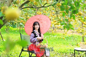 'Mùa hồng chín trên cao nguyên Mộc Châu