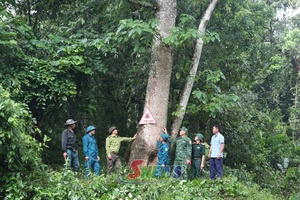 ' “Lá chắn xanh” nơi vùng biên Mường Lạn