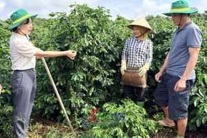 'Đồng hành cùng nông dân phát triển cà phê bền vững