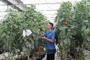 'Nông nghiệp Sơn La: Thay đổi từ canh tác đến chế biến sâu