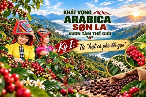 ARABICA SƠN LA - VƯƠN TẦM THẾ GIỚI • Kỳ I: Từ “hạt cà phê đổi gạo”