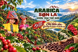 ARABICA SƠN LA - VƯƠN TẦM THẾ GIỚI • Kỳ III: Chế biến sâu - Giữ dòng lợi nhuận, mở dư địa mới