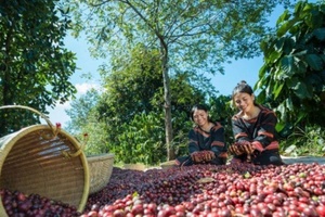 Bản tin nông sản hôm nay (11-10): Giá cà phê trong nước đồng loạt tăng