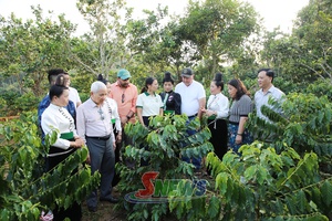 'Cà phê đặc sản Sơn La mở rộng cơ hội vươn ra thị trường thế giới