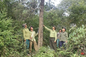 Nâng cao trách nhiệm quản lý, bảo vệ và phát triển rừng