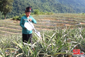 Quỳnh Nhai: Yax 7.000 ziv pluôs tâu txaik nhiax thêv tsav liv tsơưs