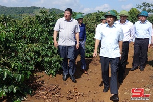 Provincial Party leader inspects preparations for first Son La Coffee Festival 2023