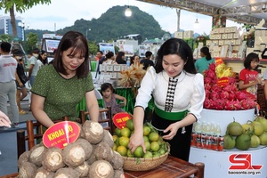 Thuan Chau district develops taro brand