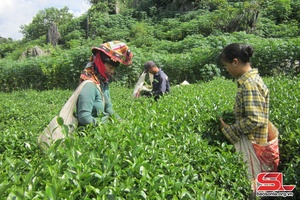 Son La’s fresh tea bud output reaches over 44,500 tons