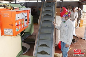 Phong Lai tea production follows VietGAP standards