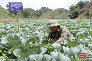 Phieng Luong boosts high-tech agricultural production