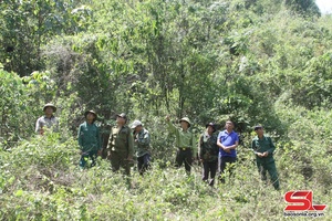 Moc Chau strengthens forest protection, development