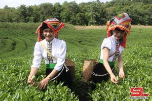 Mai Sơn tok yax 13.000 lưv pưs kruô nuôv zax