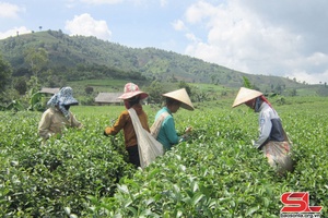 Son La province harvests 51,430 tonnes of fresh tea buds