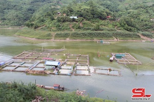 Moc Chau develops 124 hectares of aquaculture