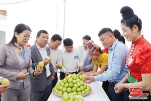 Fruit picking festival in Muong Bu commune