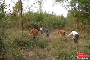 Son La’s newly planted forest area reaches 2,533 hectares