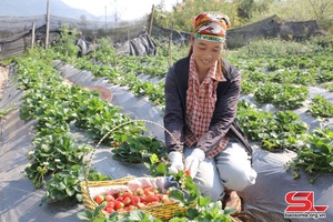 Strawberry – typical product of Moc Chau