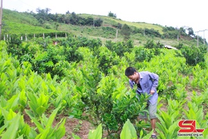 Chieng Son commune applies high technology to growing fruit trees