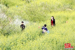 'Canola flower fields in Van Ho district attractive to tourists
