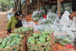 Son La’s fruit tree area expands by 941 hectares in 2023