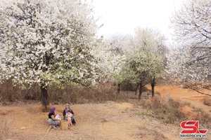 Hawthorn flower festival in Ngoc Chien to take place on March 9-10