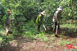 Local famers guided to better take care of coffee trees