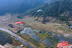 Muong La Hawthorn Flower Festival 2024 attracts tourists with paragliding