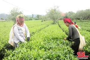 Son La’s fresh tea bud output up 4.02%