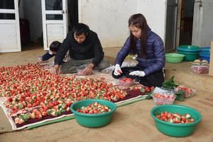 Son La province sells over 7,200 tonnes of strawberries
