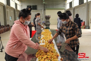 Son La strives to export over 26,900 tonnes of fruits