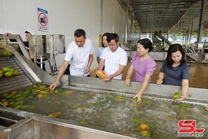 Đồng chí Phó Chủ tịch UBND tỉnh dàm cánh dệt vịa cắp Trung tâm chế biến phắc hòm, mák nuối Doveco Sơn La