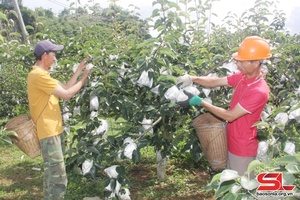 Efforts exerted to make Tai Nung pear recognised as OCOP product