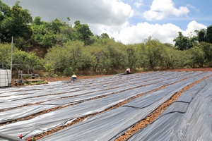 Dong Sang commune applies high technology in agriculture