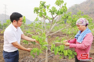 Nông dân Mai Sơn chăm sóc cây ăn quả