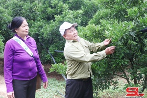 'Mở rộng liên kết phát triển cây ăn quả ở tiểu khu Bản Ôn