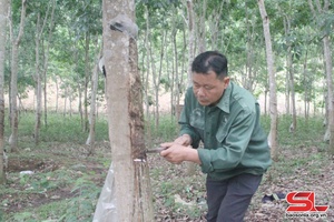 'Vào vụ khai thác mủ cao su