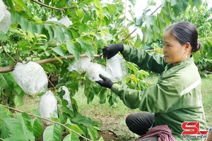 'Chính sách hỗ trợ, động lực phát triển nông nghiệp