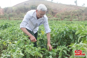 Chủ động biện pháp sản xuất rau xanh trong mùa mưa
