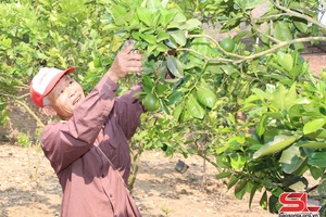 Hỗ trợ hội viên phát triển sản xuất