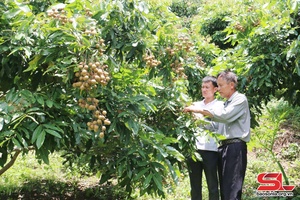 Nhân rộng các mô hình kinh tế