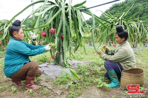 Tập trung hoàn thành mục tiêu xây dựng nông thôn mới