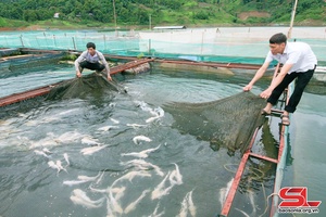 Những nông dân triệu phú ở Quỳnh Nhai