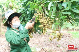 Mở rộng vùng cây ăn quả ứng dụng công nghệ cao