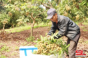 Lóng Phiêng thu hoạch nhãn chín muộn