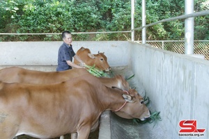 Phát triển chăn nuôi ở các xã vùng lòng hồ