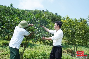 Phù Yên ứng dụng công nghệ cao trong sản xuất nông nghiệp