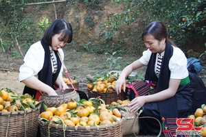 'Mỗi bản một mô hình kinh tế