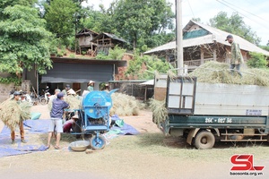 'Sông Mã khẩn trương thu hoạch lúa mùa