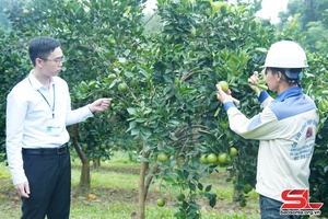 'Đảng bộ huyện Phù Yên tập trung hoàn thành các chỉ tiêu nghị quyết đại hội